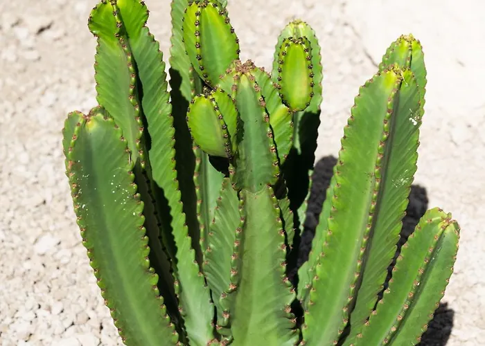 Semesterbostad Oasis El Sauzal - Con Piscina Y Encanto *