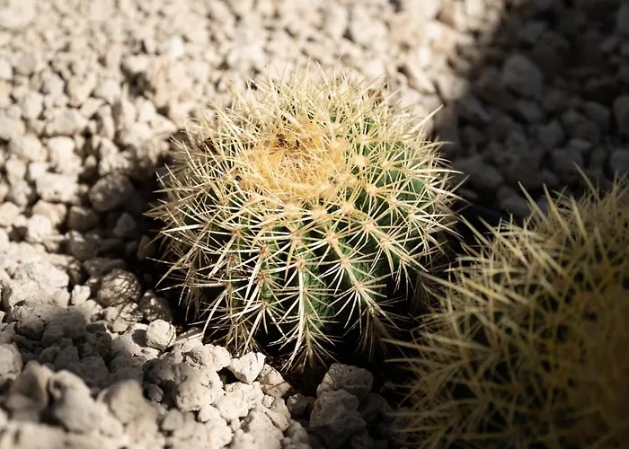 Oasis El Sauzal - Con Piscina Y Encanto Semesterbostad