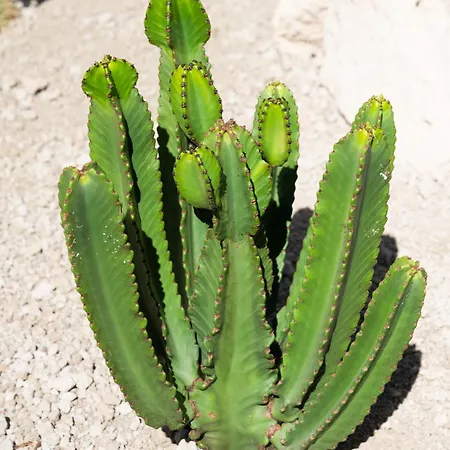 Tatil Evi Oasis El Sauzal - Con Piscina Y Encanto *